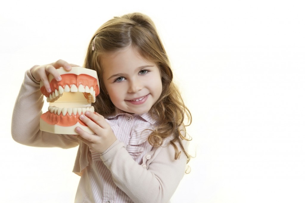 Little-Girl-with-Model-of-Teeth-iStock_000031882138_Medium-1024x682